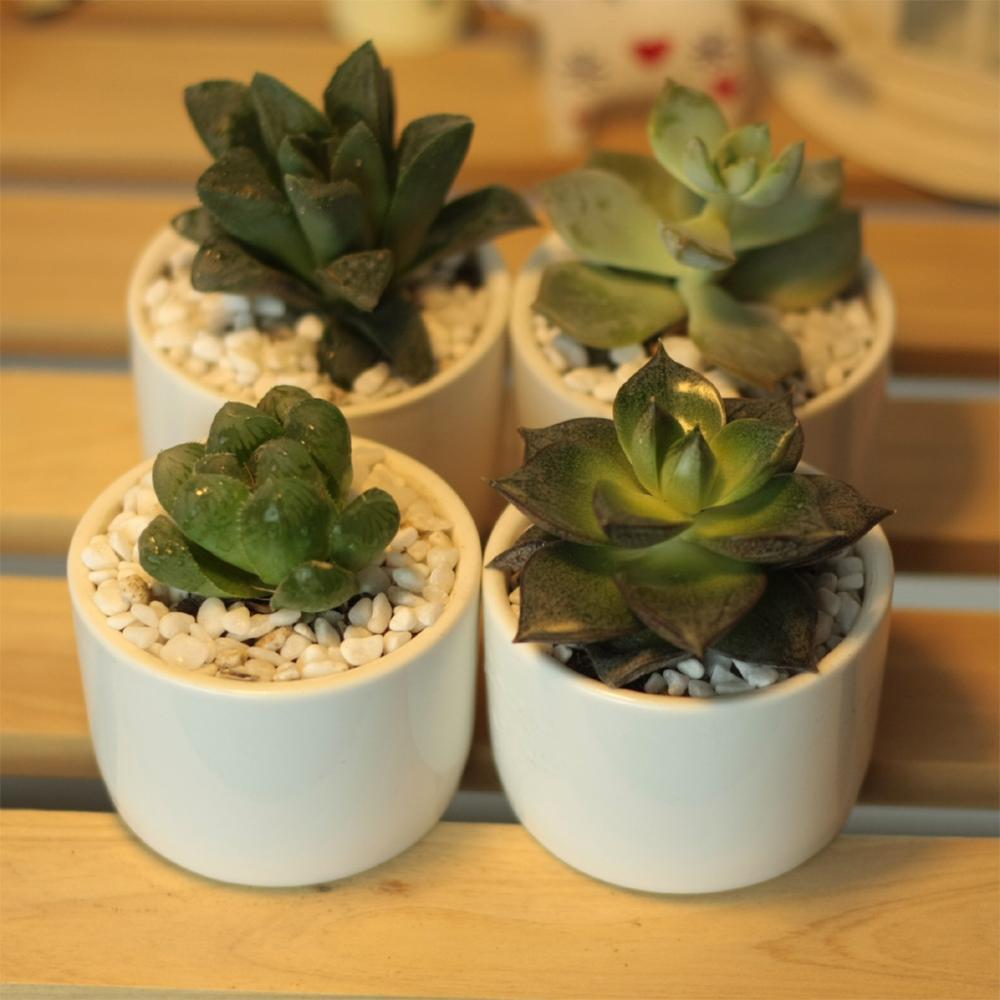 PP13 Token Size Cylinder Succulent Pot
