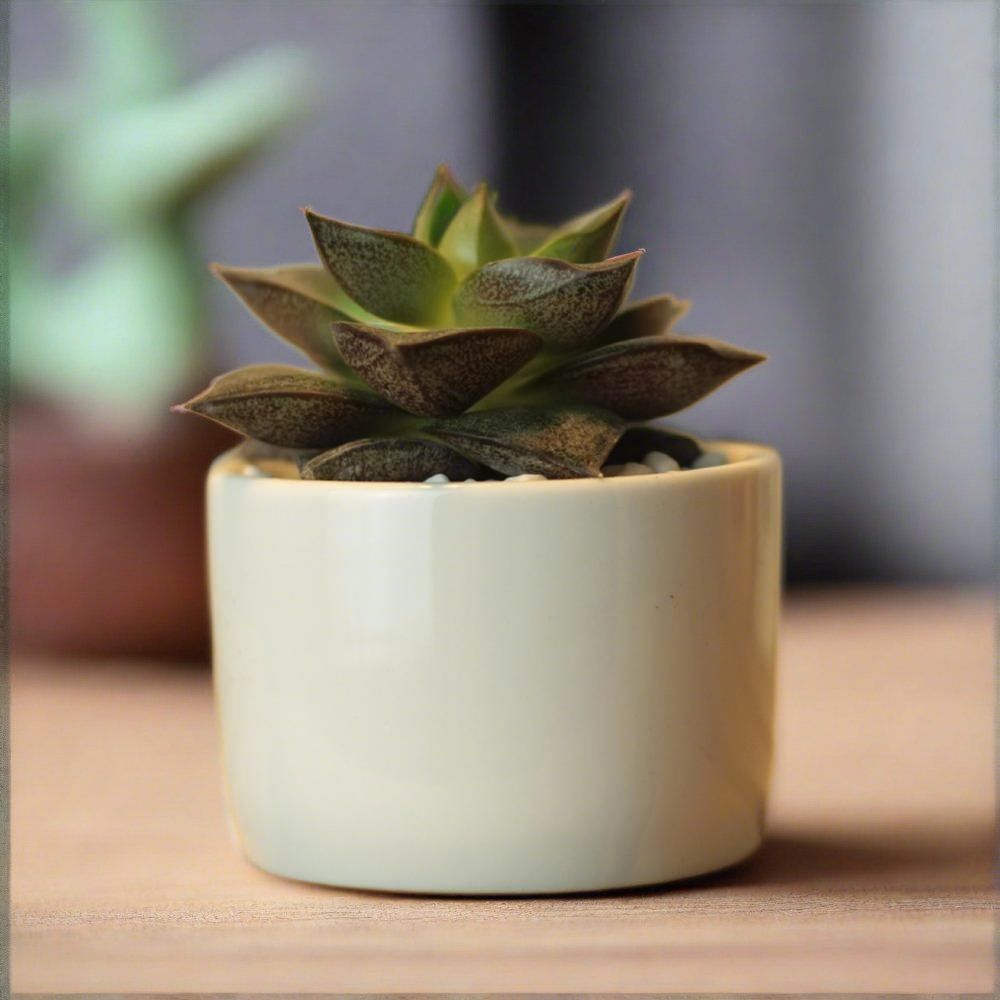 PP13 Token Size Cylinder Succulent Pot