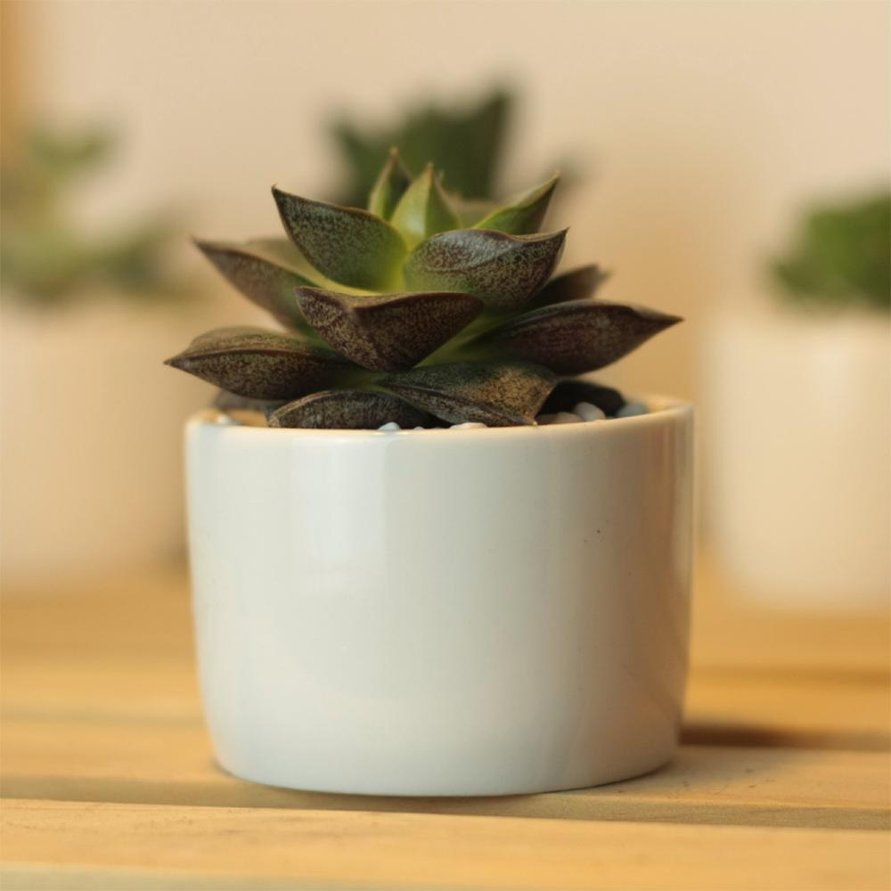 PP13 Token Size Cylinder Succulent Pot