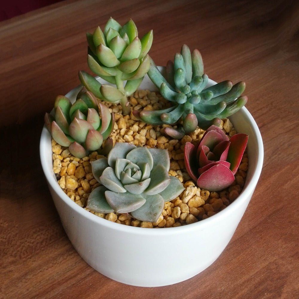 PP12 Short Wide Porcelain Succulent Desk Pot