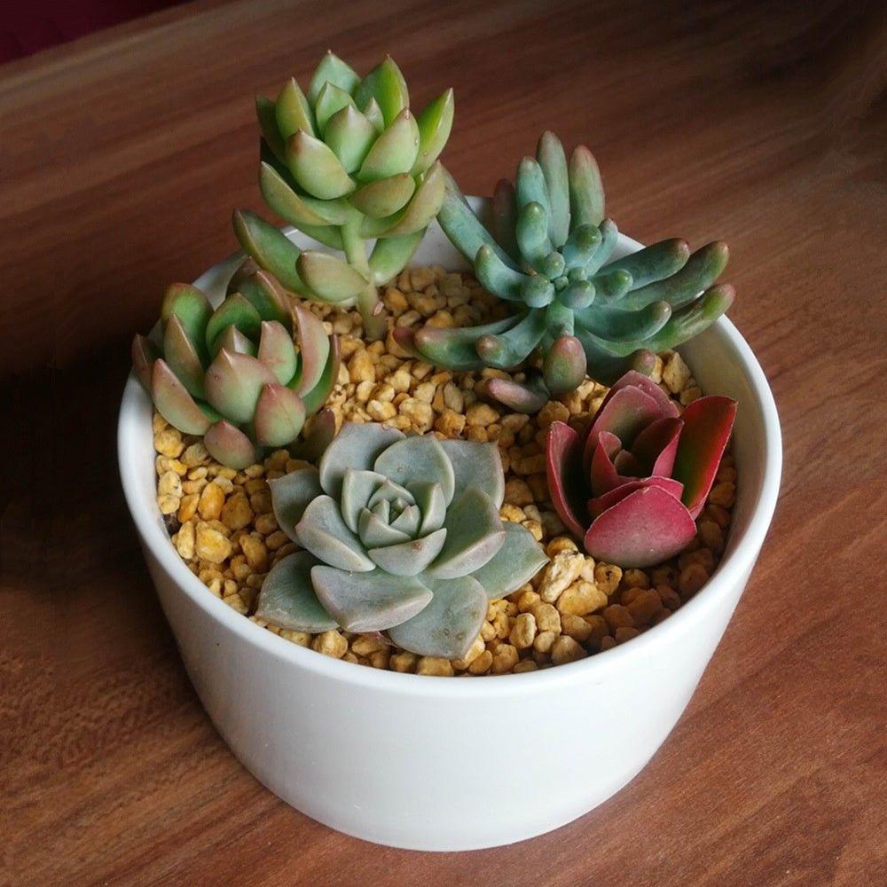 PP12 Short Wide Porcelain Succulent Desk Pot