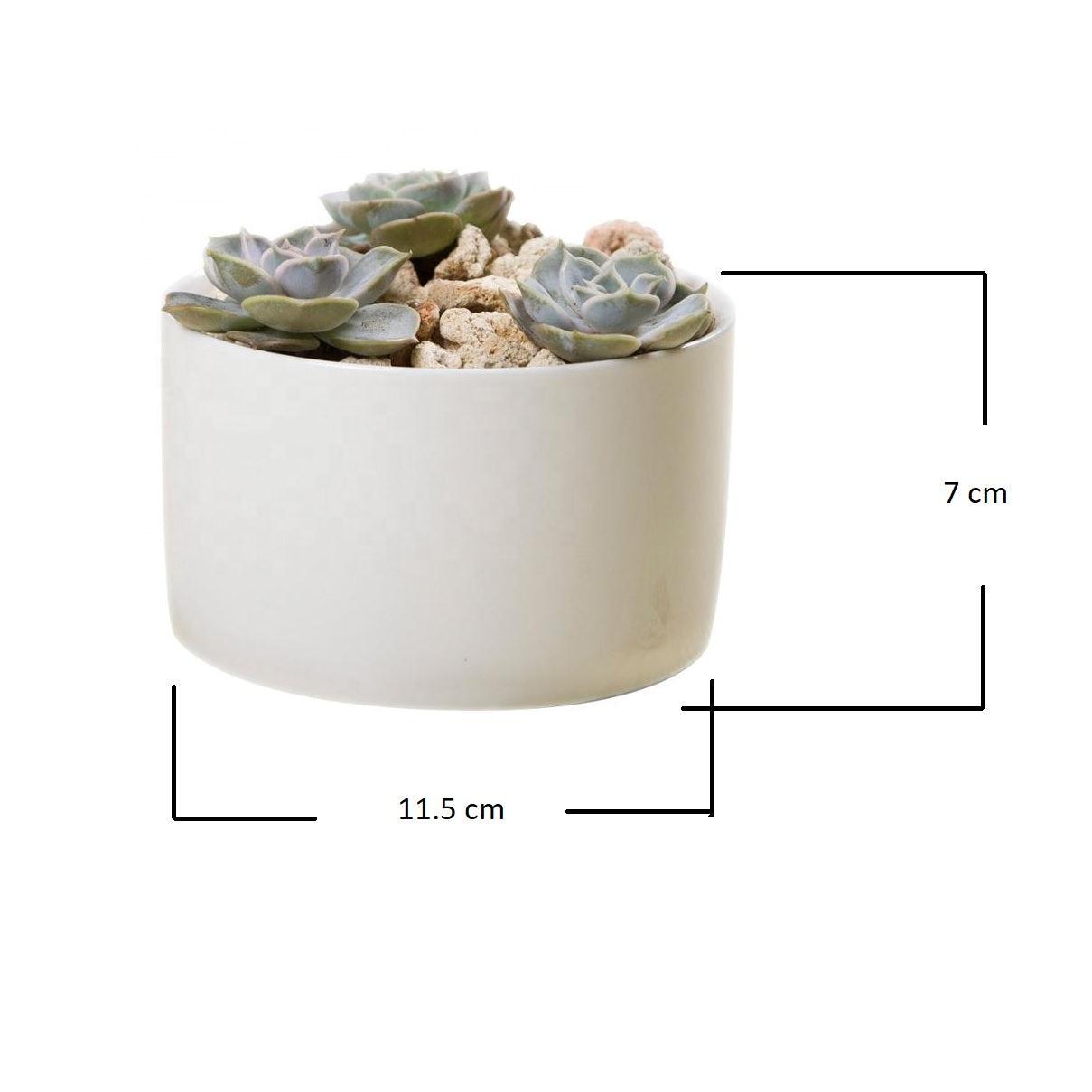 PP12 Short Wide Porcelain Succulent Desk Pot