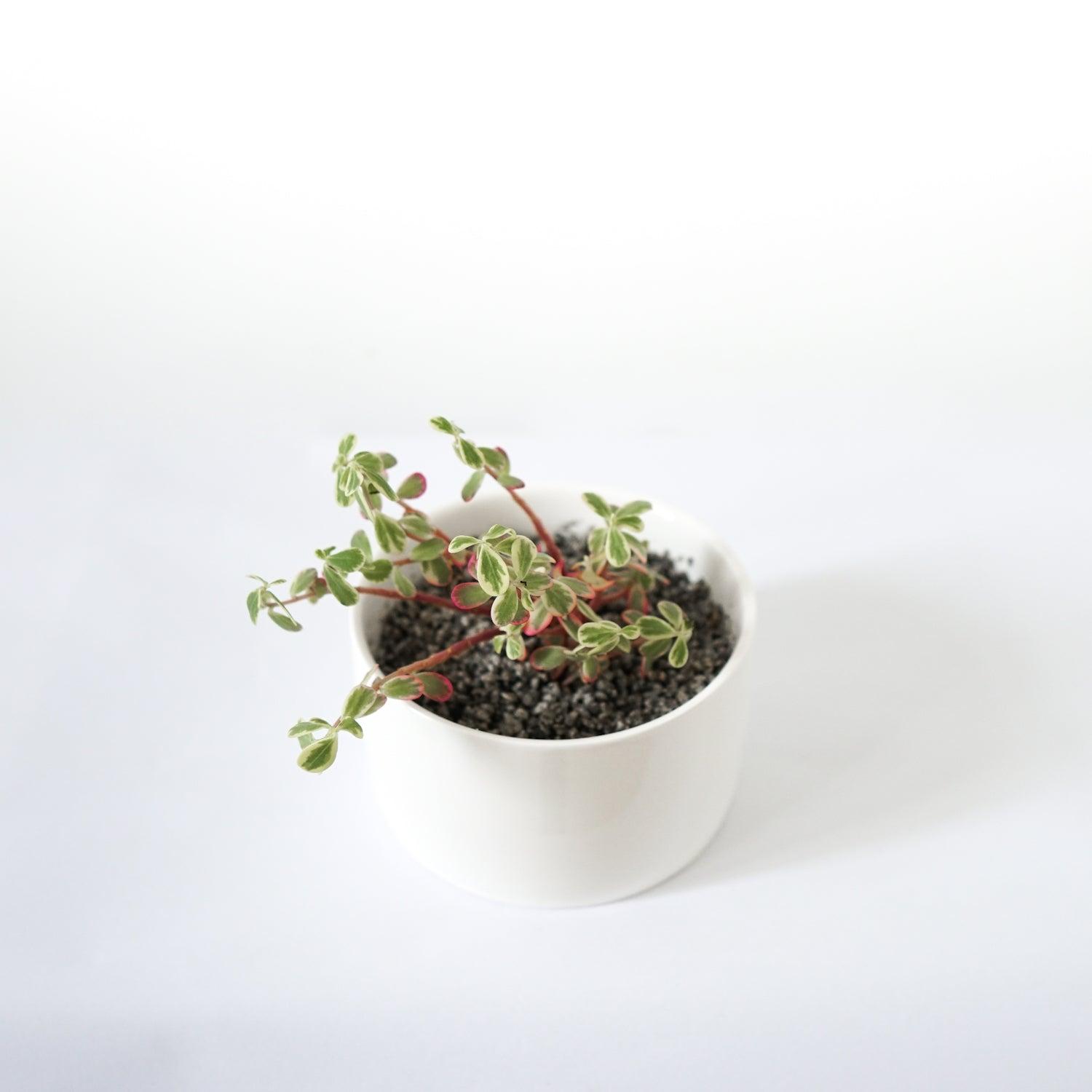 PP12 Short Wide Porcelain Succulent Desk Pot