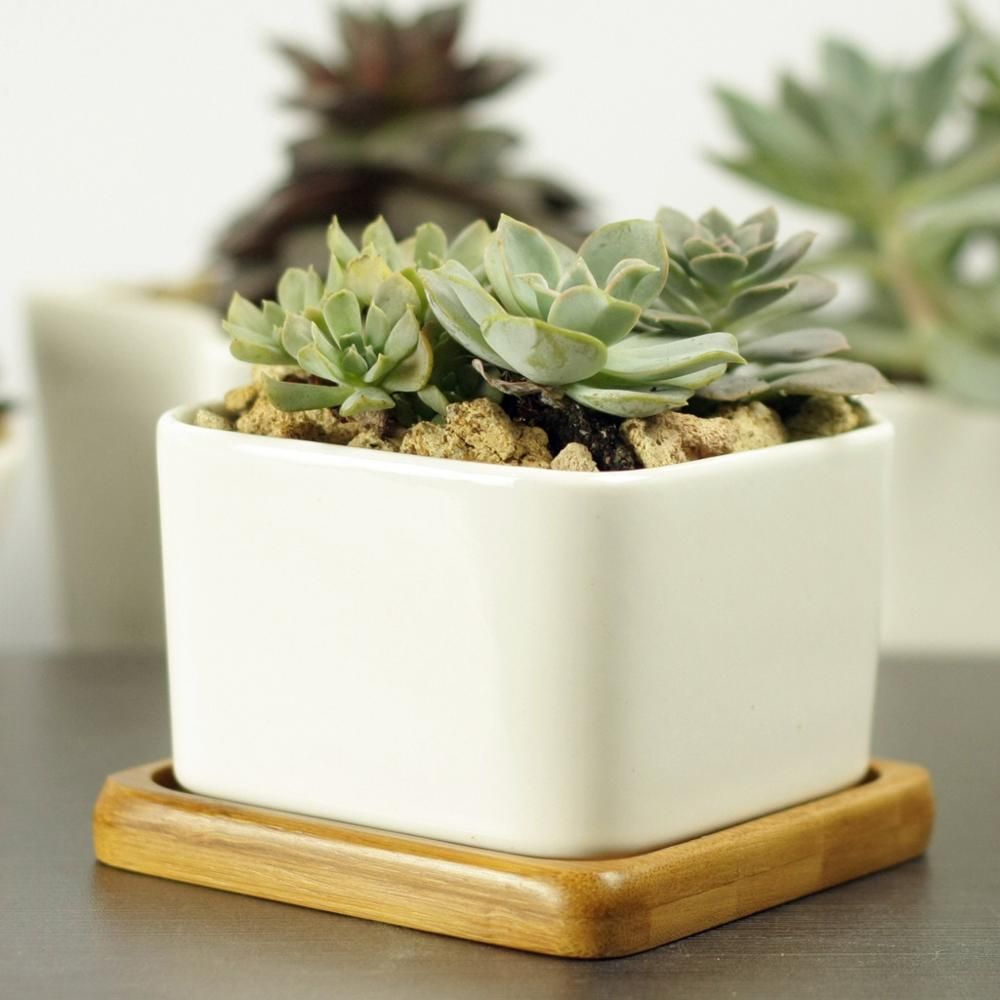 PP17/80 Square Succulent Desk Pot