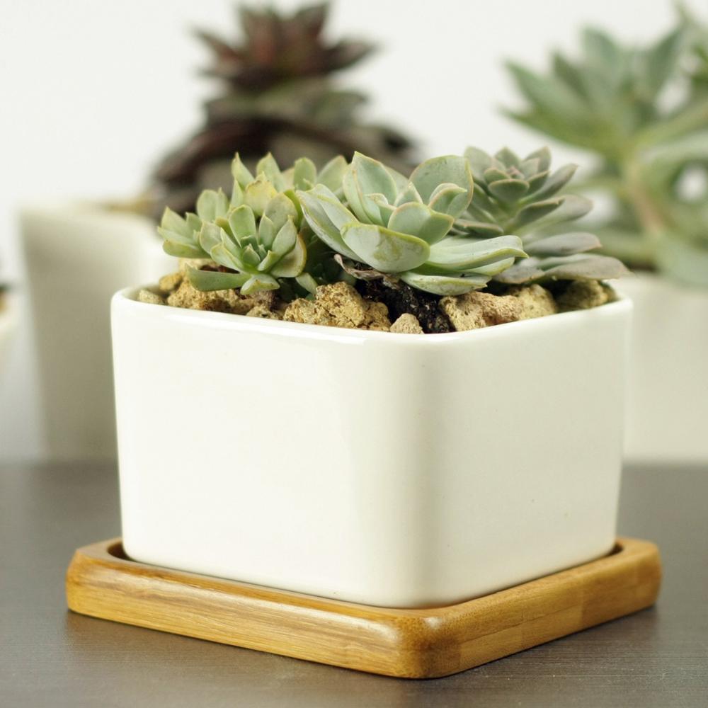 PP17/80 Square Succulent Desk Pot