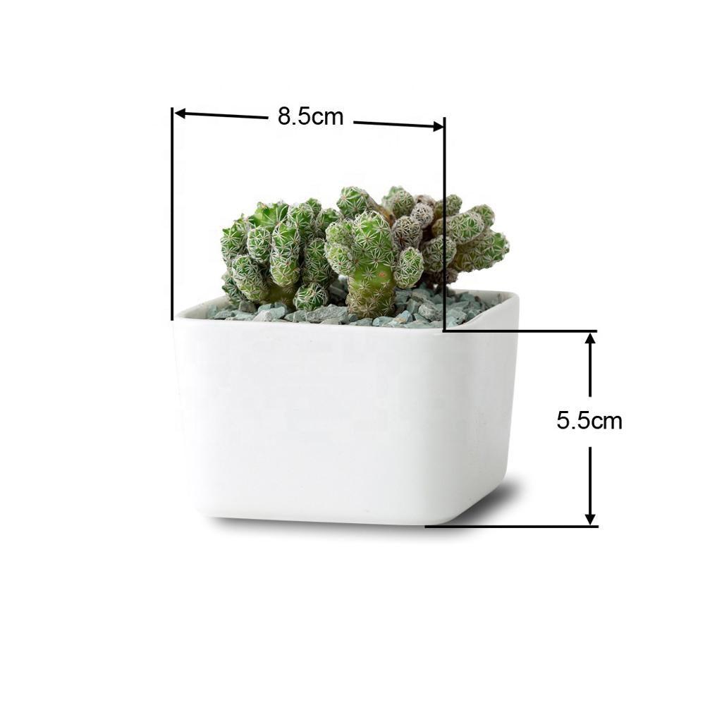 PP17/80 Square Succulent Desk Pot