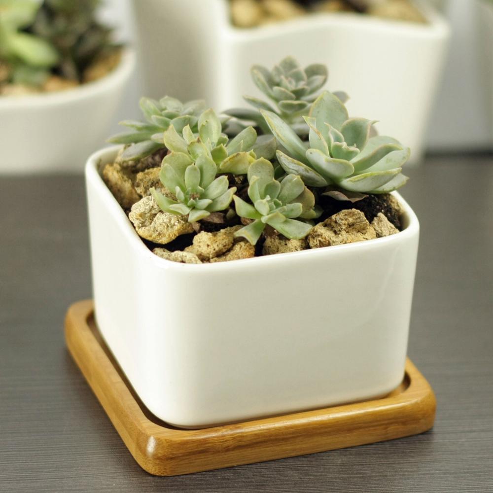 PP17/80 Square Succulent Desk Pot