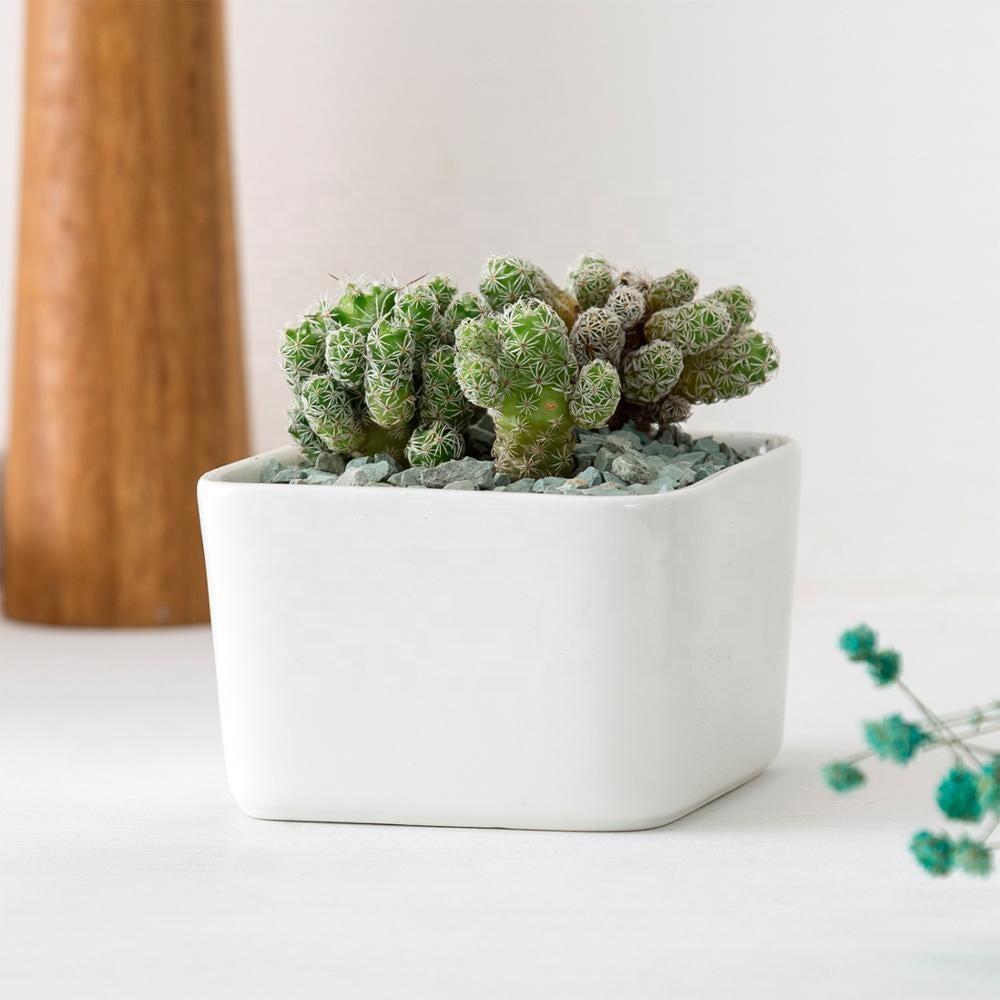 PP17/80 Square Succulent Desk Pot