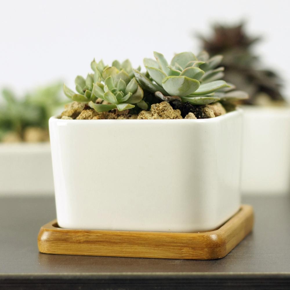 PP17/80 Square Succulent Desk Pot