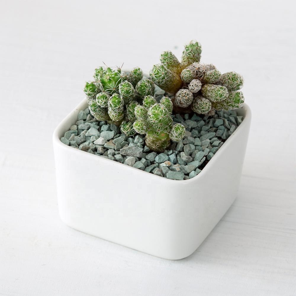 PP17/80 Square Succulent Desk Pot
