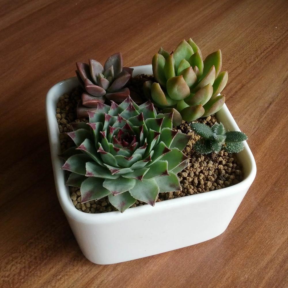 PP17/80 Square Succulent Desk Pot