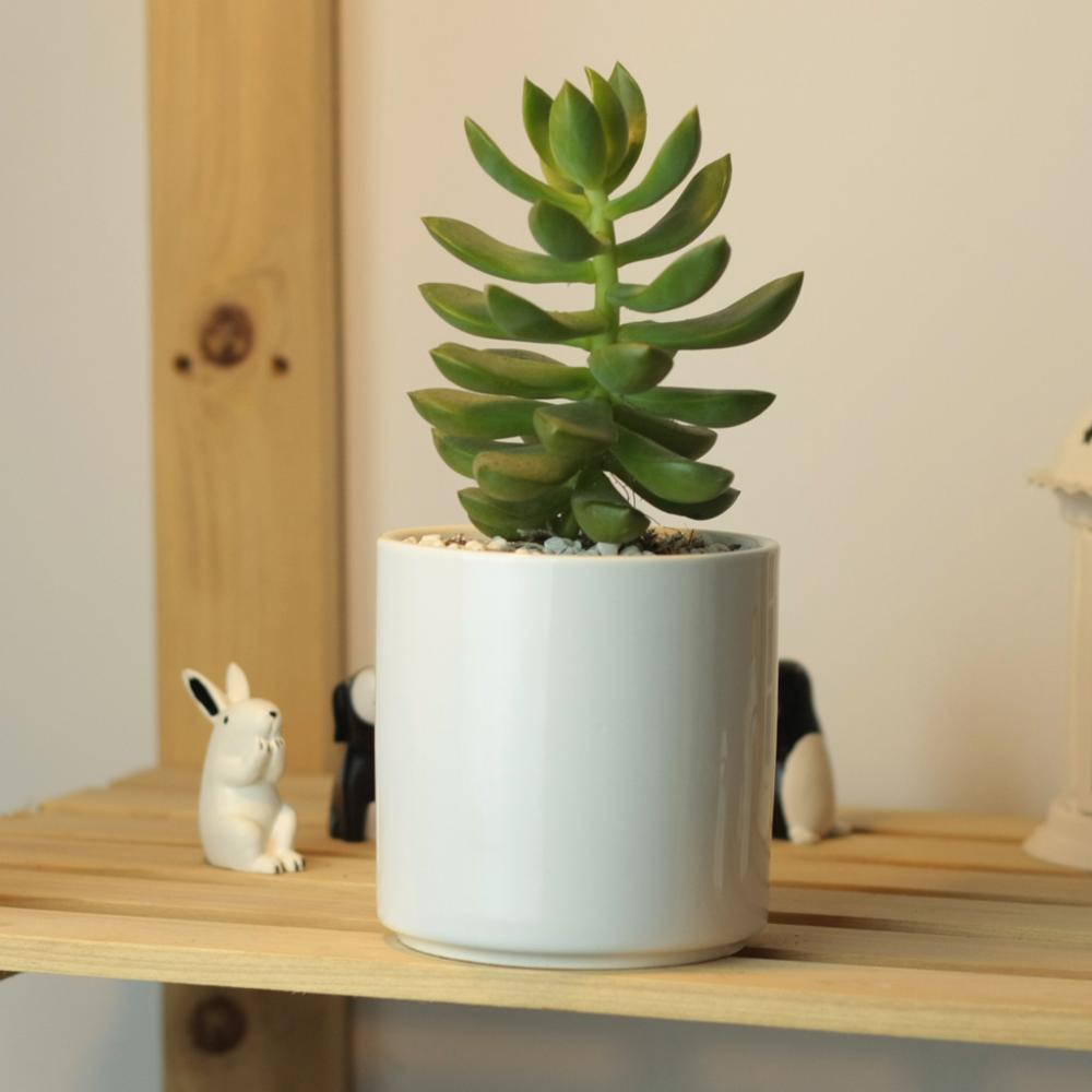PP18 Cylinder Porcelain Desk Pot