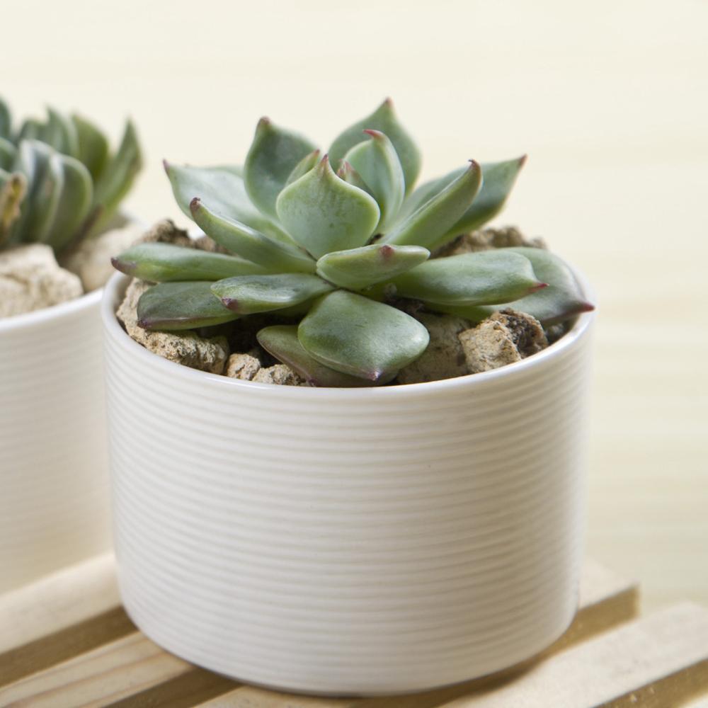 PP45 Textured Lines Cylinder Porcelain Desk Pot