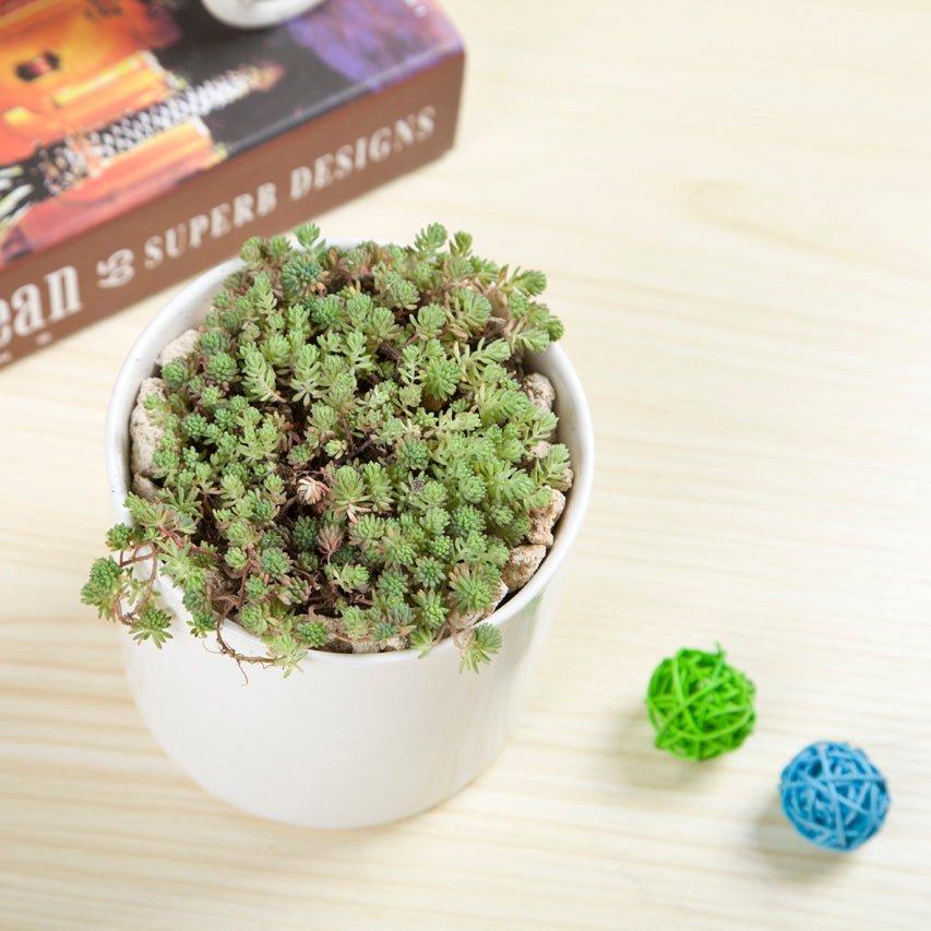 PP6 Cylinder Porcelain Succulent Desk Pot