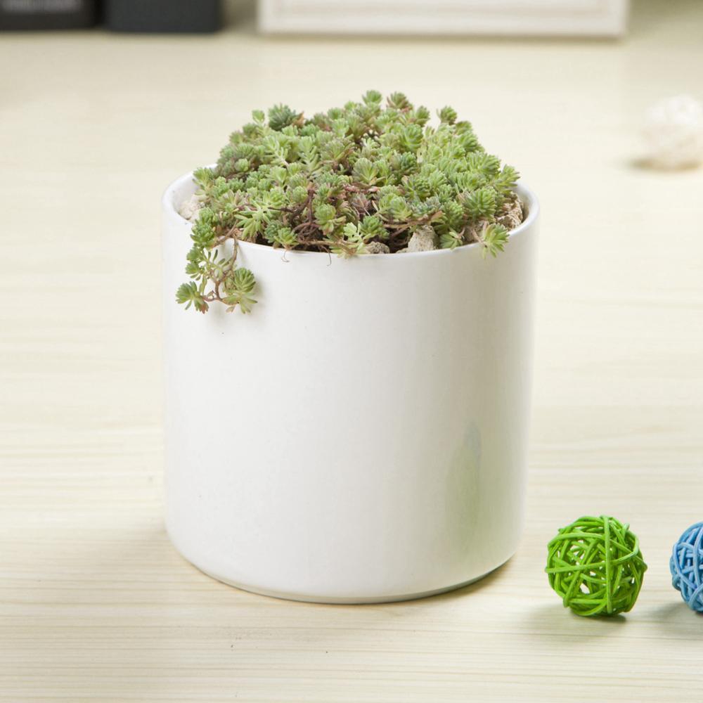 PP6 Cylinder Porcelain Succulent Desk Pot