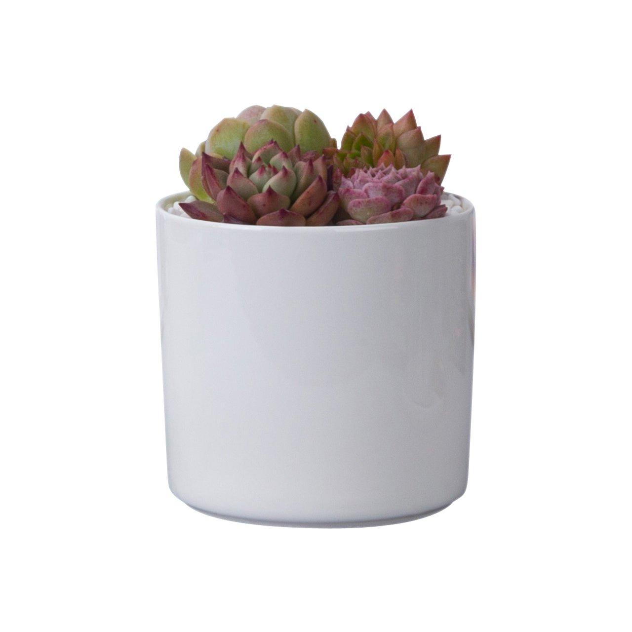 PP6 Cylinder Porcelain Succulent Desk Pot