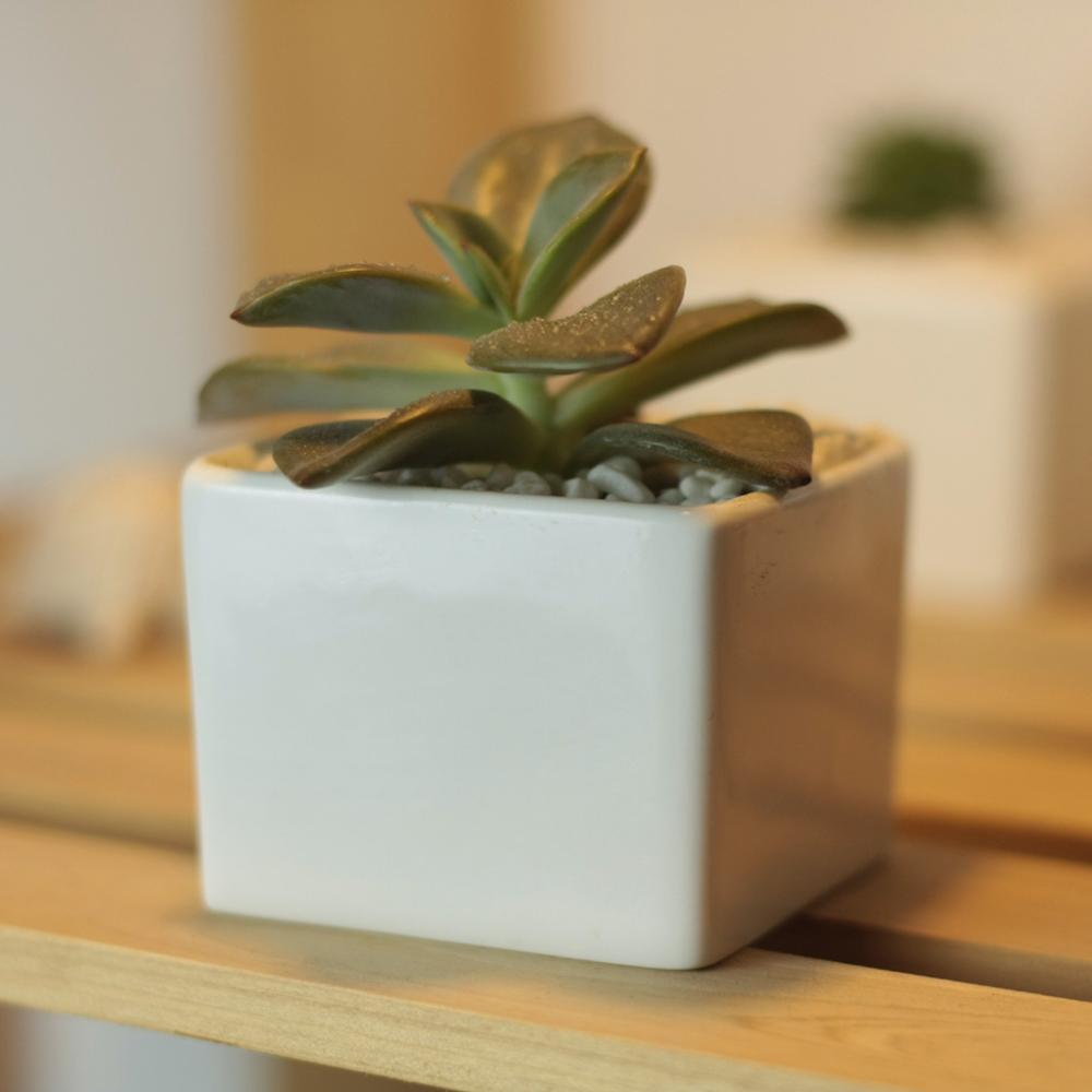 Token Size Square Porcelain Succulent Desk Pot PP8