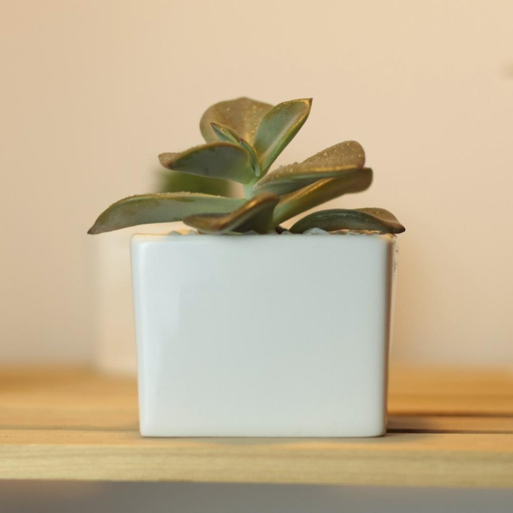 Token Size Square Porcelain Succulent Desk Pot PP8