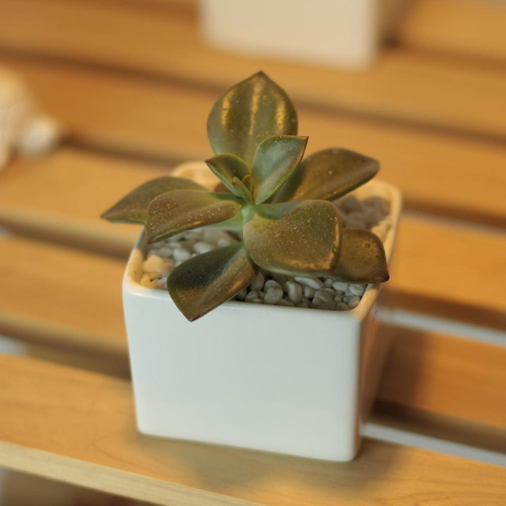 Token Size Square Porcelain Succulent Desk Pot PP8