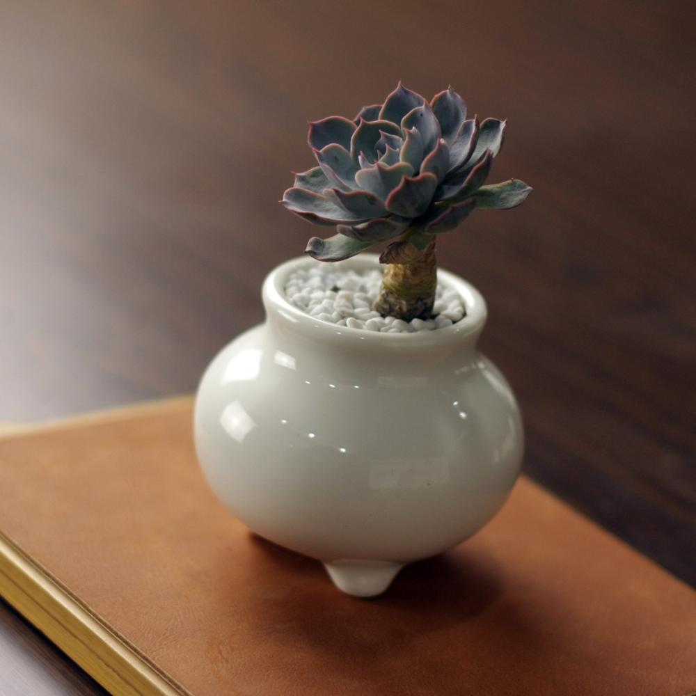 Succulent Zen Porcelain Pot