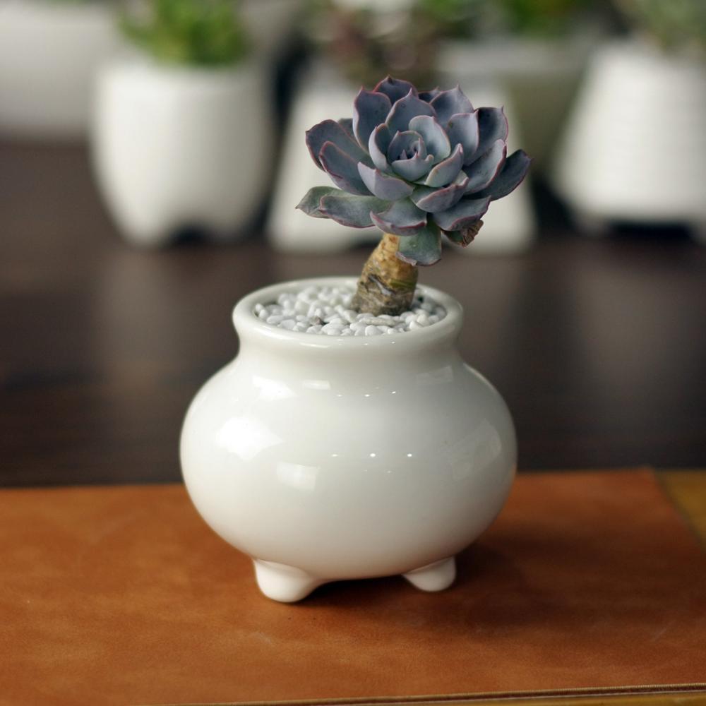 Succulent Zen Porcelain Pot