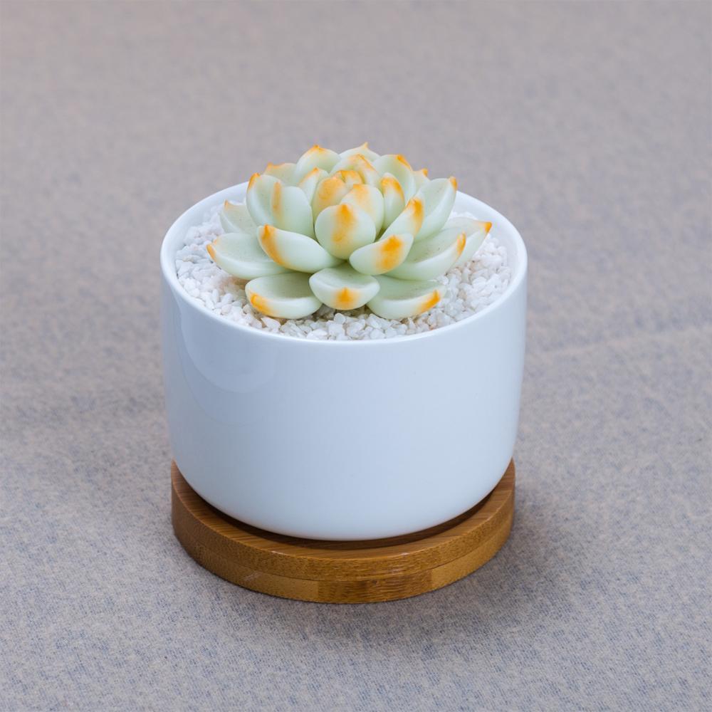 PP265 Short Porcelain Pot with Bamboo Catchplate