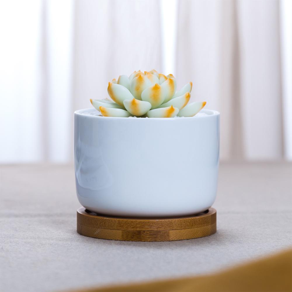 PP265 Short Porcelain Pot with Bamboo Catchplate