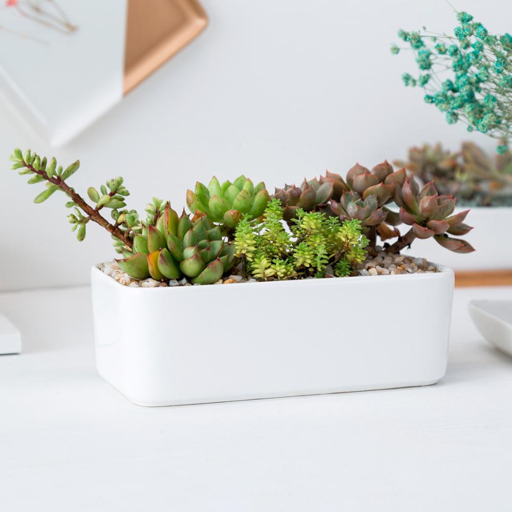 Rectangle Succulent Pot