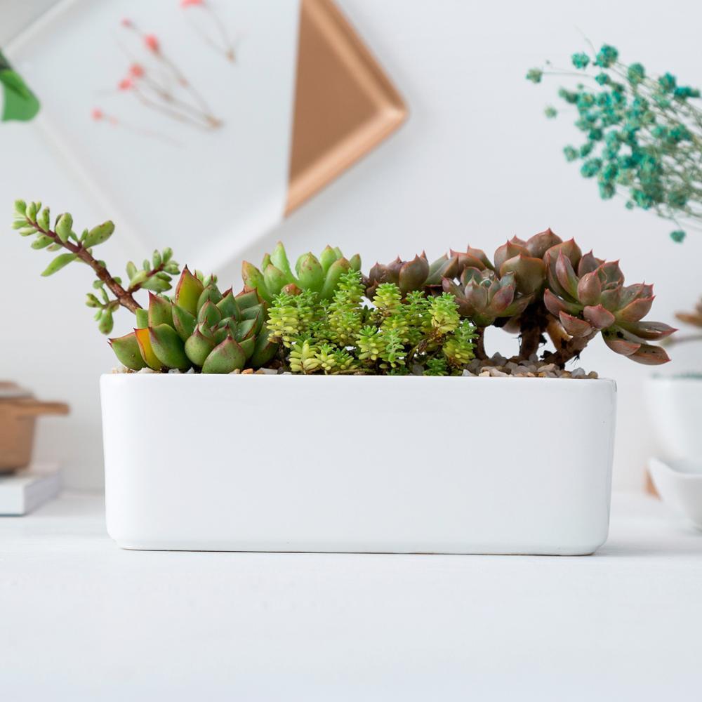 Rectangle Succulent Pot