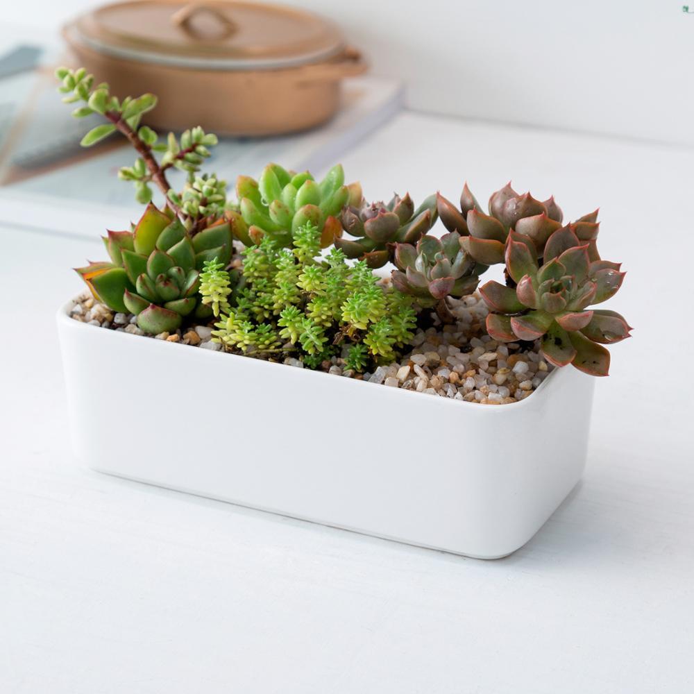 Rectangle Succulent Pot