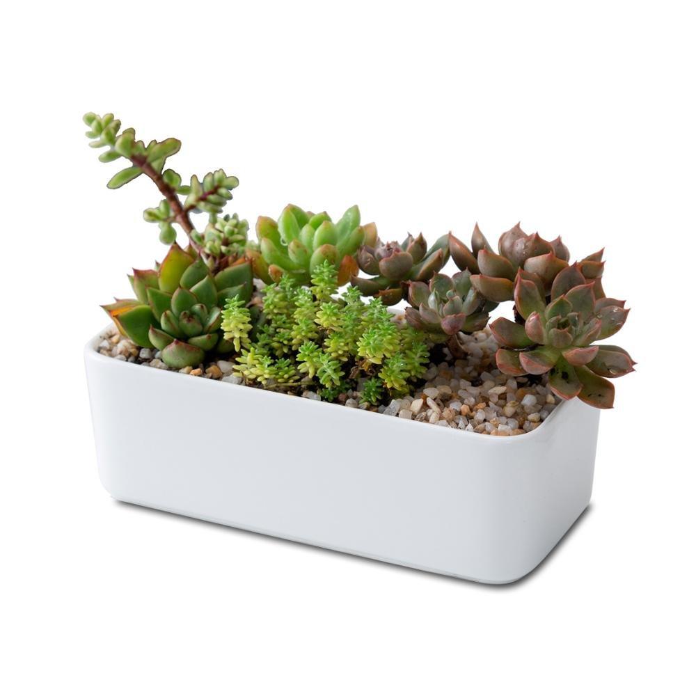 Rectangle Succulent Pot