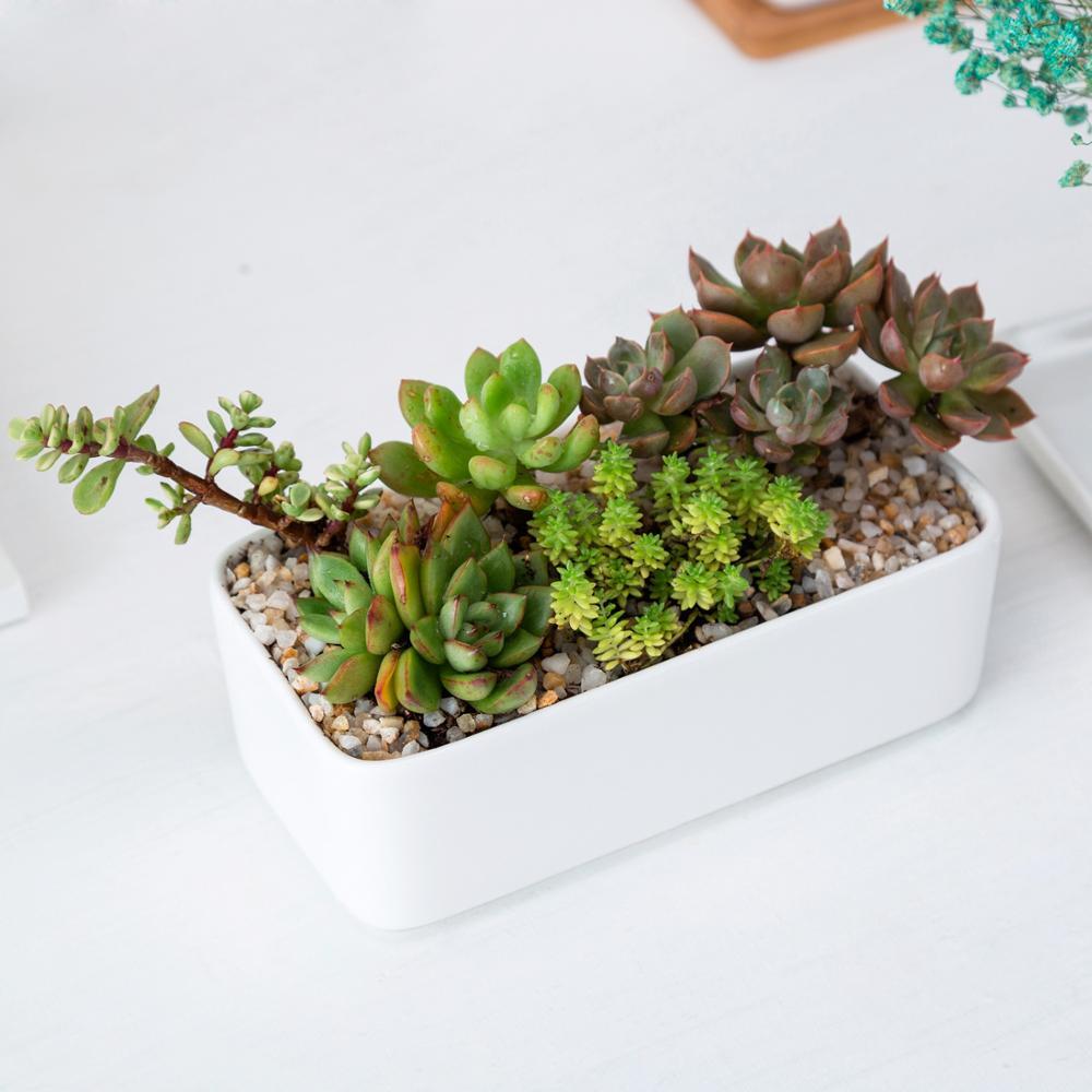 Rectangle Succulent Pot