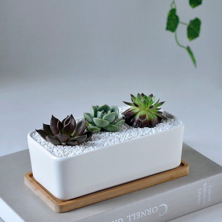 Rectangle Succulent Pot
