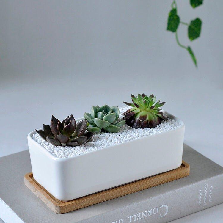 Rectangle Succulent Pot