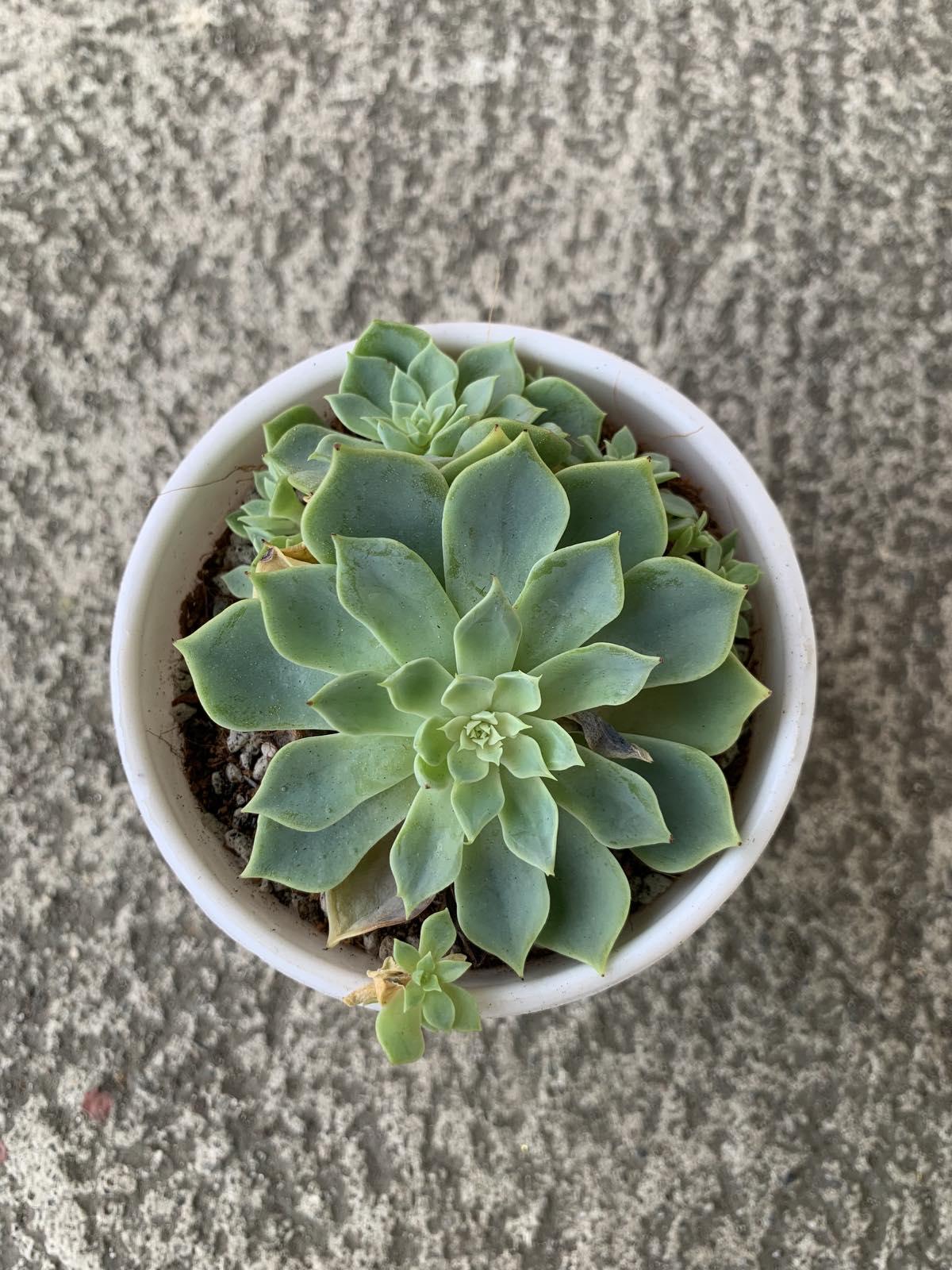 Rose Cabbage (Echeveria imbricata) Succulent