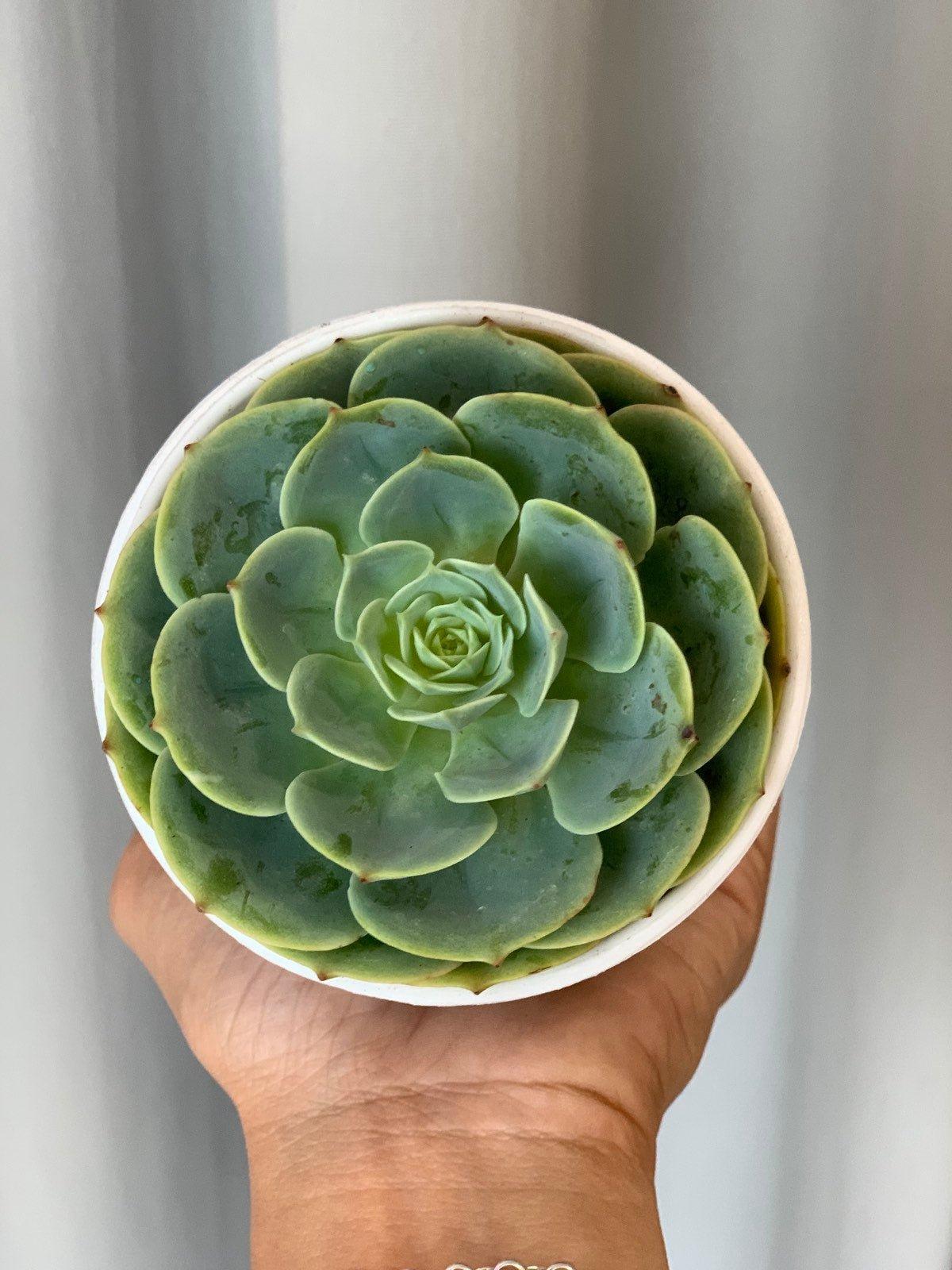 Rose Cabbage (Echeveria imbricata) Succulent