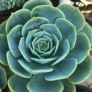 Rose Cabbage (Echeveria imbricata) Succulent