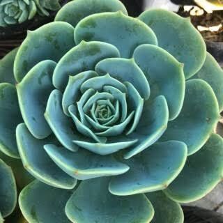 Rose Cabbage (Echeveria imbricata) Succulent