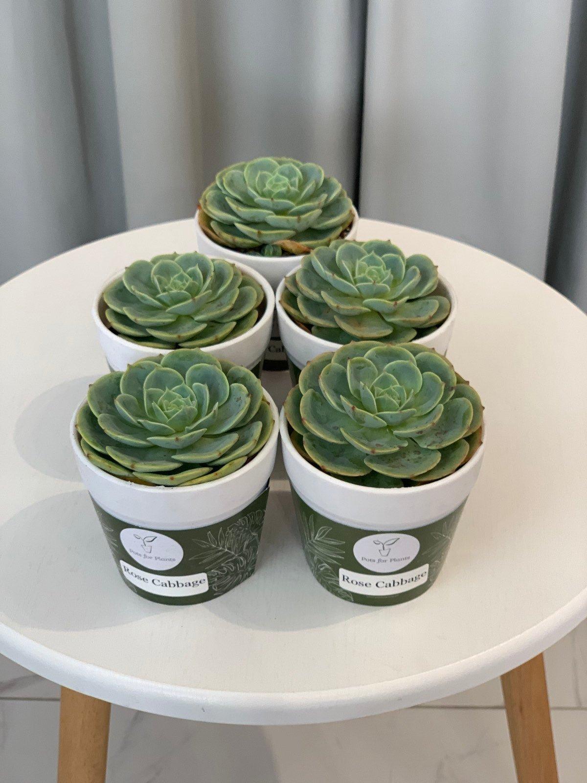 Rose Cabbage (Echeveria imbricata) Succulent