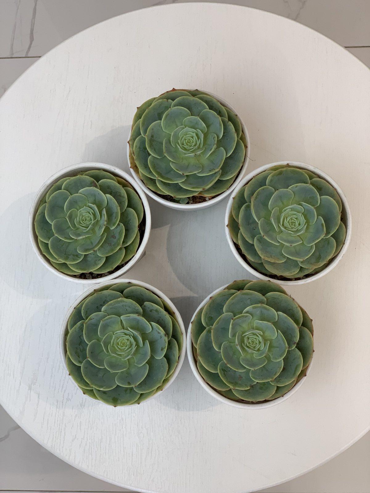 Rose Cabbage (Echeveria imbricata) Succulent