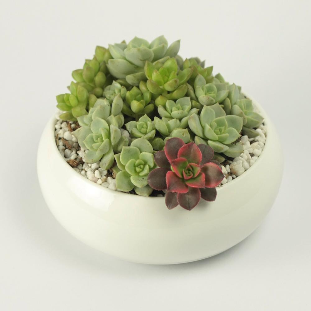 Round Concave Porcelain Ceramic Dish Pot