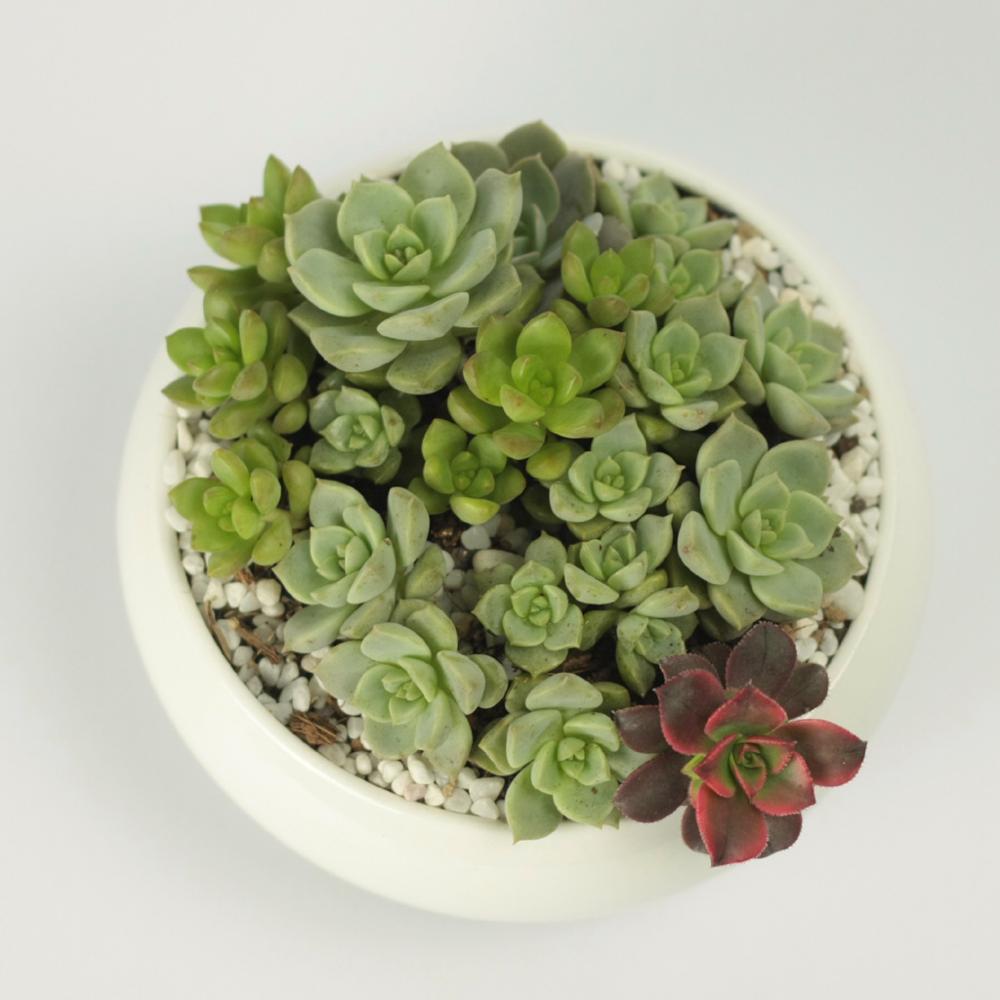 Round Concave Porcelain Ceramic Dish Pot