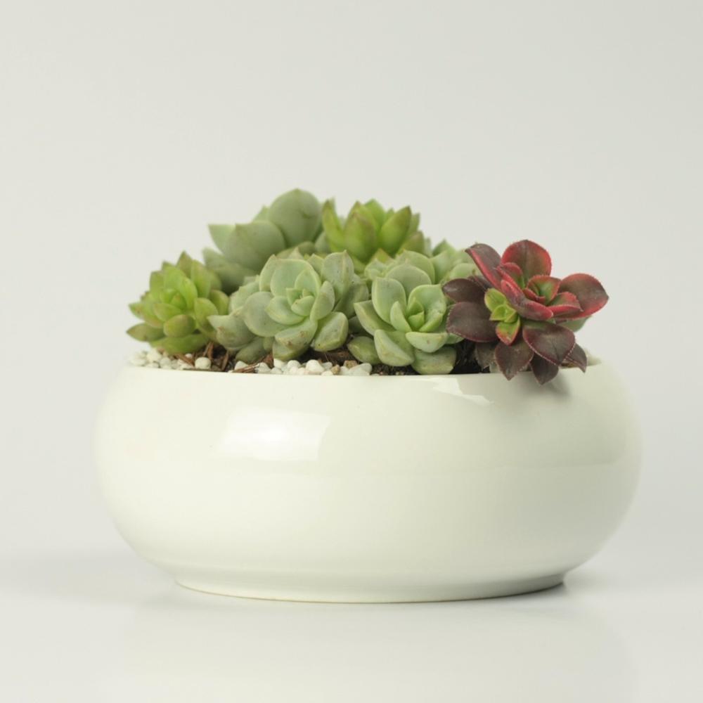 Round Concave Porcelain Ceramic Dish Pot