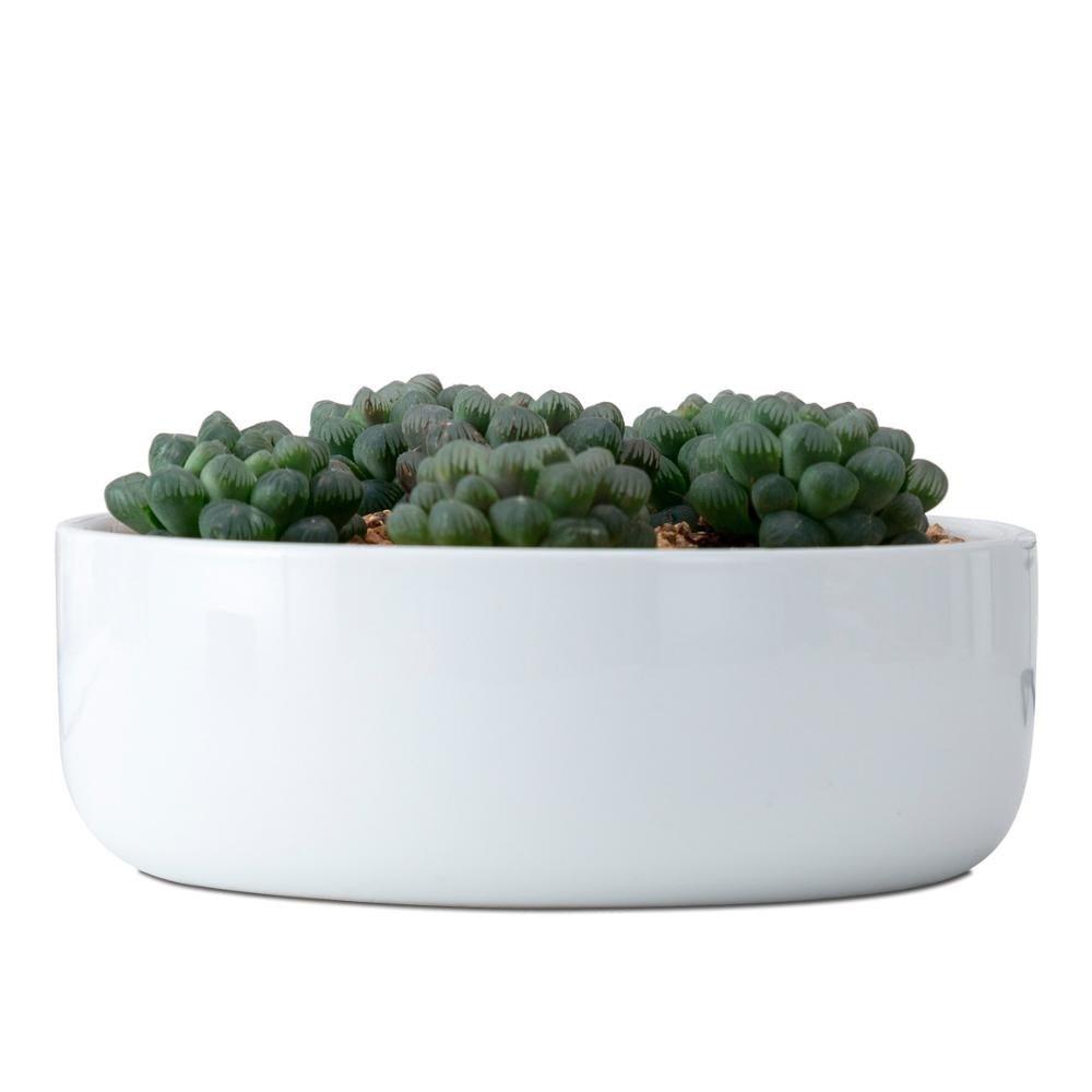 Round Porcelain Succulent Bonsai Dish