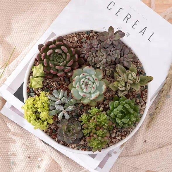 Round Porcelain Succulent Bonsai Dish