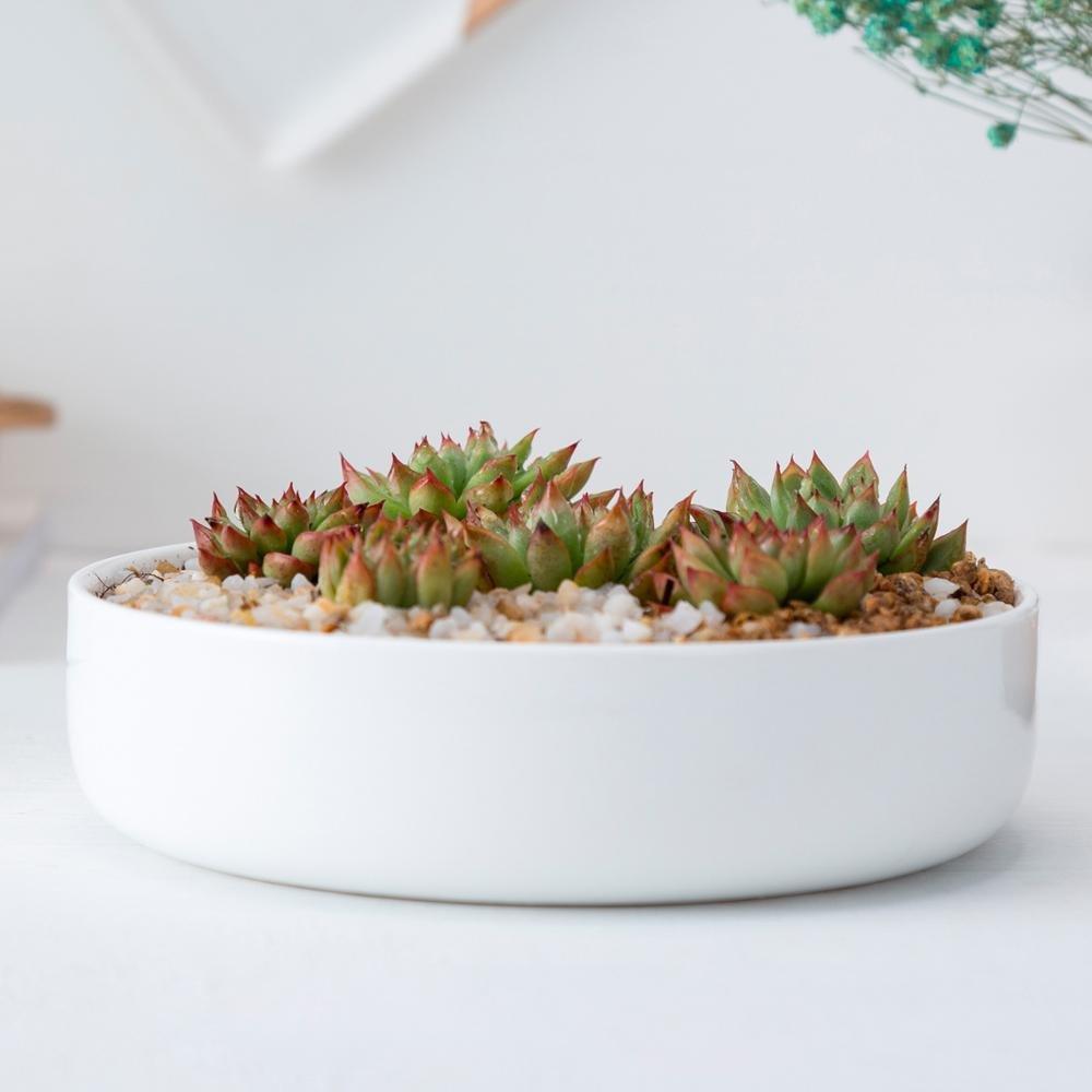 Round Porcelain Succulent Bonsai Dish
