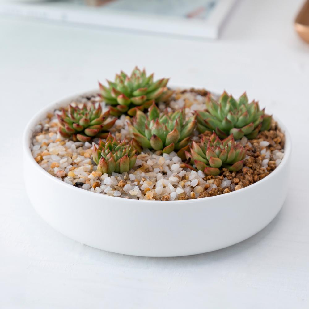 Round Porcelain Succulent Bonsai Dish