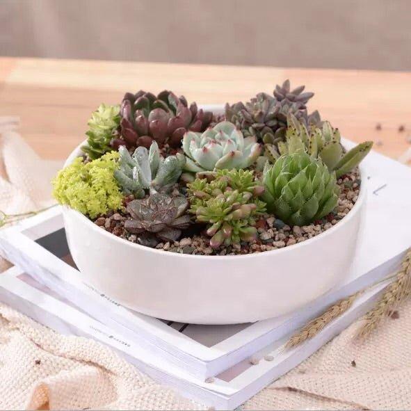 Round Porcelain Succulent Bonsai Dish