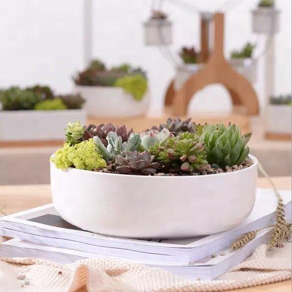 Round Porcelain Succulent Bonsai Dish