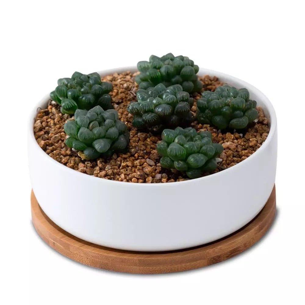 Round Succulent Dish with Bamboo Saucer
